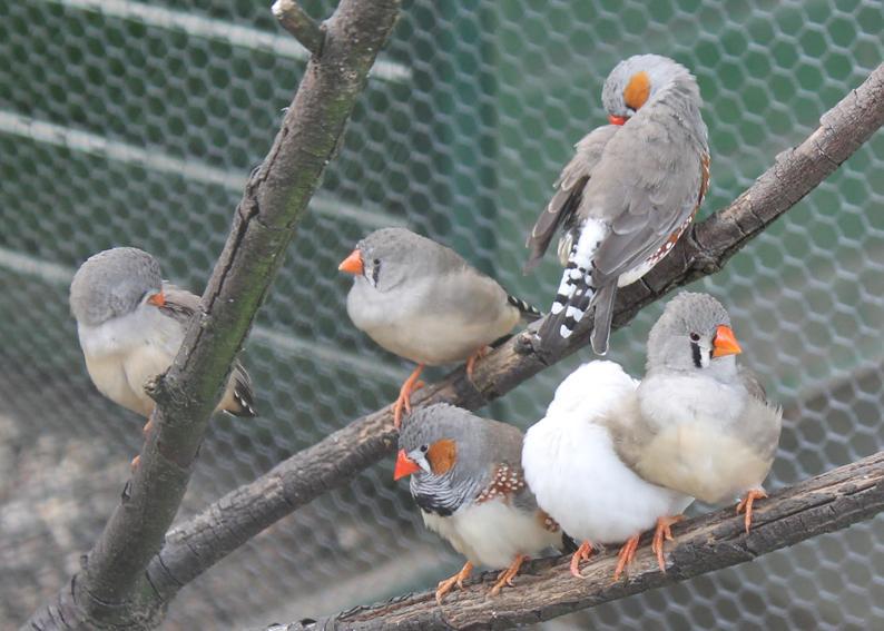 Zebravinken, Mannelijk