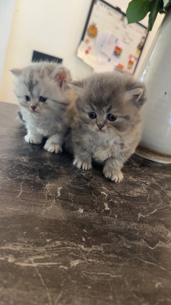 2 prachtige Perzische kittens, Dieren en Toebehoren, Meerdere dieren