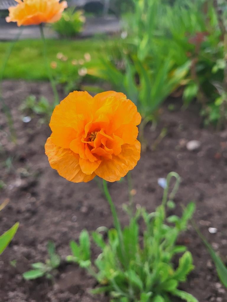 Zaden laag oranje papavertje, Verzenden, Volle zon