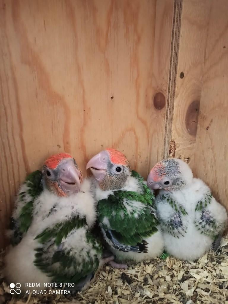 Vogel/parkieten/papegaaien/broed/kweek/huiskamer-kooi, Dieren en Toebehoren, Vogels | Parkieten en Papegaaien, Meerdere dieren
