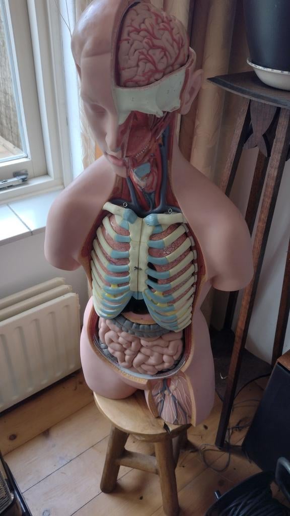 Anatomisch model menselijk lichaam torso, Ophalen