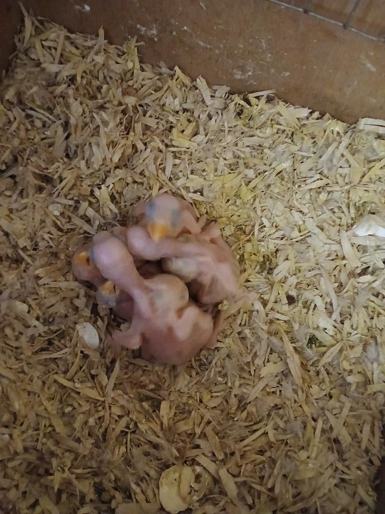 Jonge halsbandparkieten  2026, Meerdere dieren, Parkiet