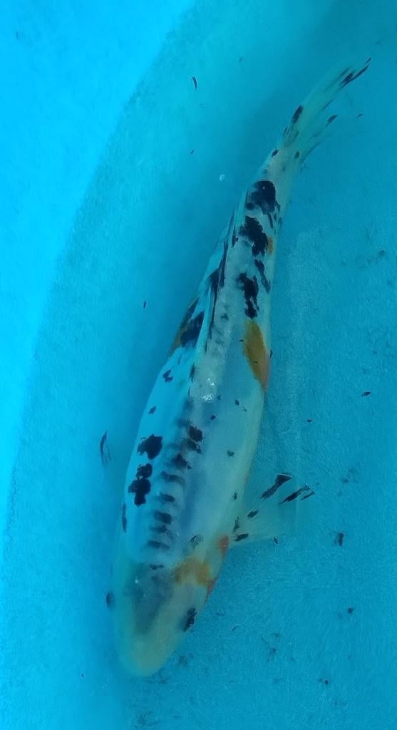 Koi 5 25cm, Karper of Koi