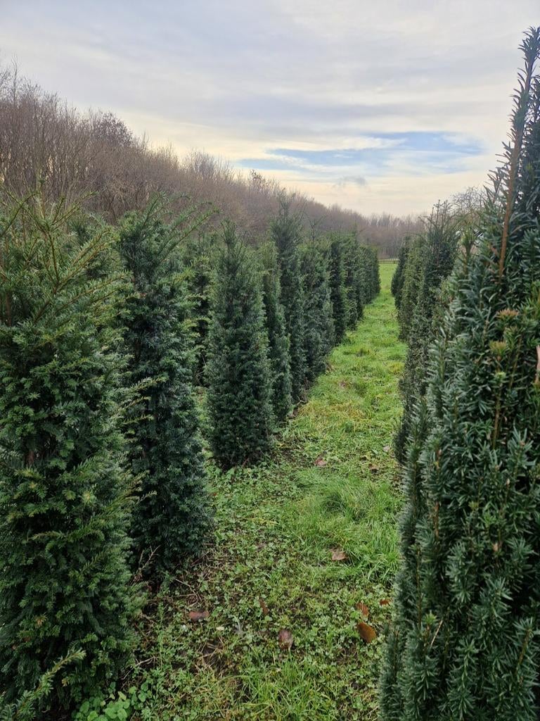 Taxus Baccata - Haagplanten 160-200cm, Ophalen, Bloeit niet, Overige soorten, Volle zon