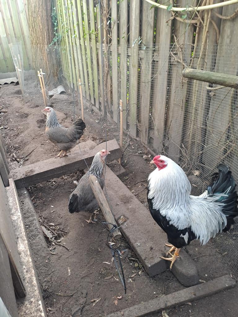 Broedeieren van het zeldzame ras  Twentse hoen, Geslacht onbekend, Kip