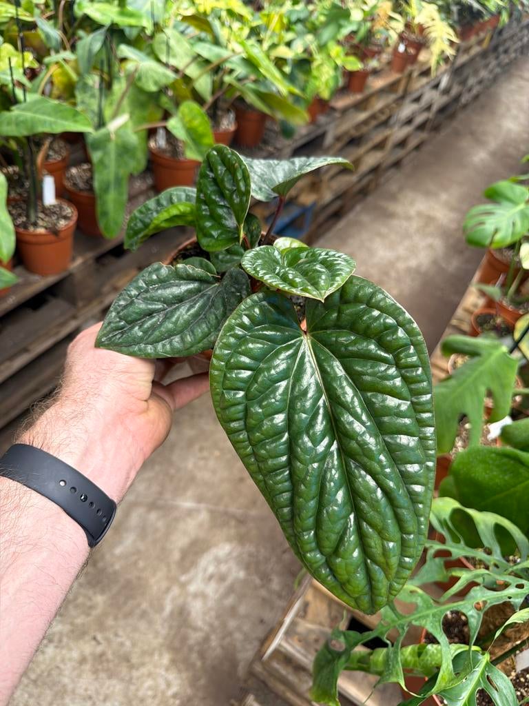 Anthurium luxurians x radicans - Pot 14 cm, Huis en Inrichting, Kamerplanten, Ophalen of Verzenden