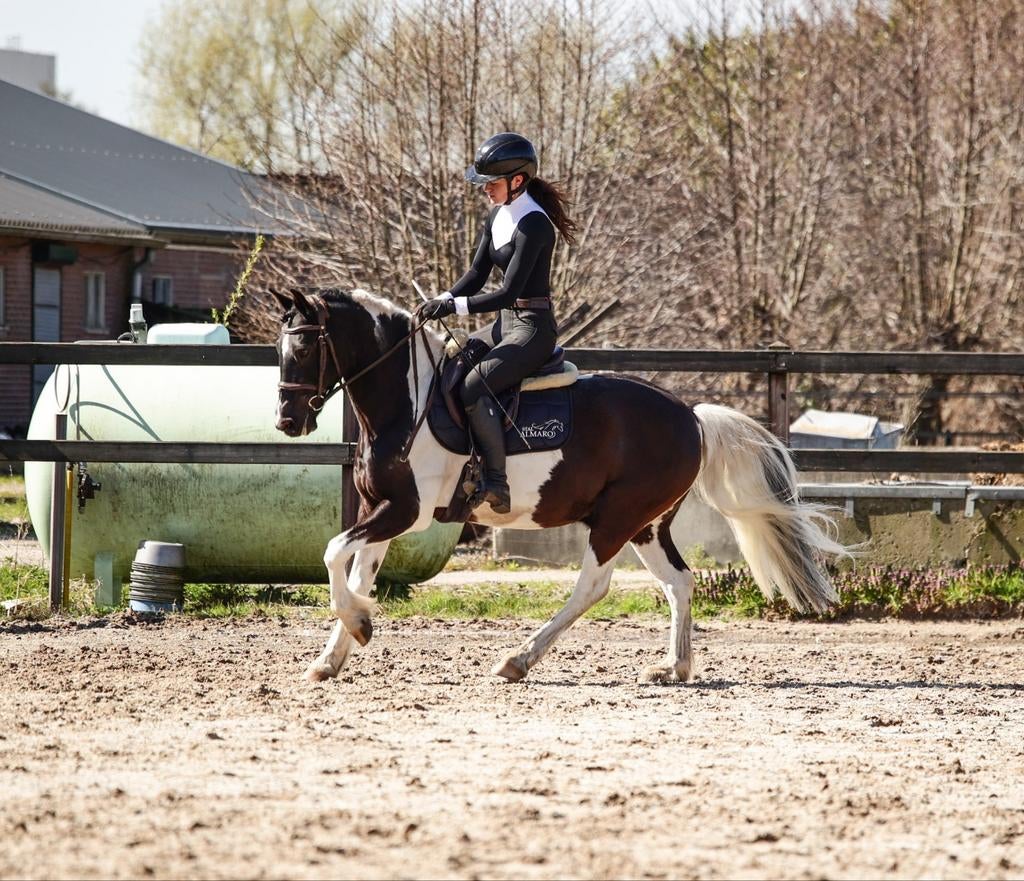 Knappe bonte ruin, Dieren en Toebehoren, Pony's, Met stamboom, Ruin, L, 11 jaar of ouder