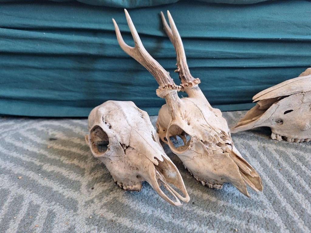 Set schedels, Ophalen of Verzenden