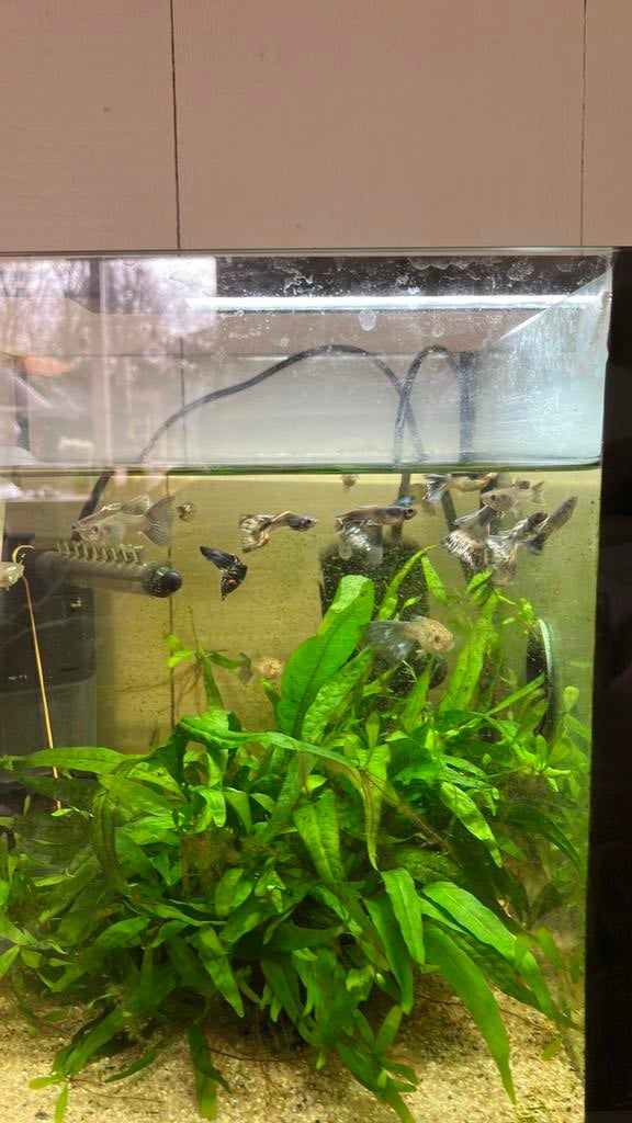 Gratis blauwe guppen, Dieren en Toebehoren, Vissen | Aquaria en Toebehoren, Ophalen of Verzenden, Nieuw