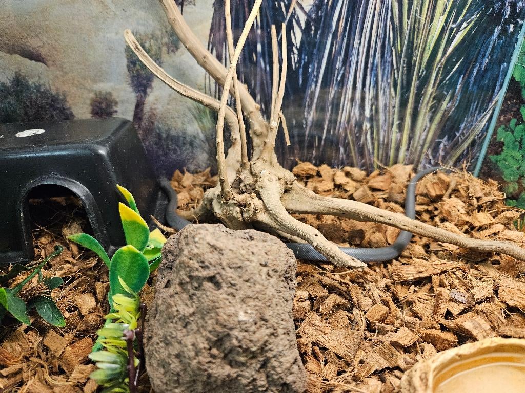 Lamprophis olivaceus Afrikaanse huisslang, Dieren en Toebehoren, Slang, 0 tot 2 jaar