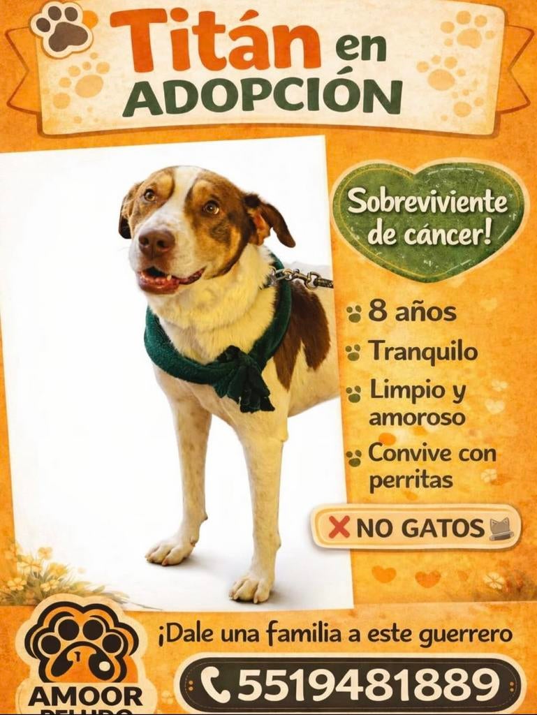 Titan, adoptie, 6 jaar of ouder, Particulier, Reu, Buitenland