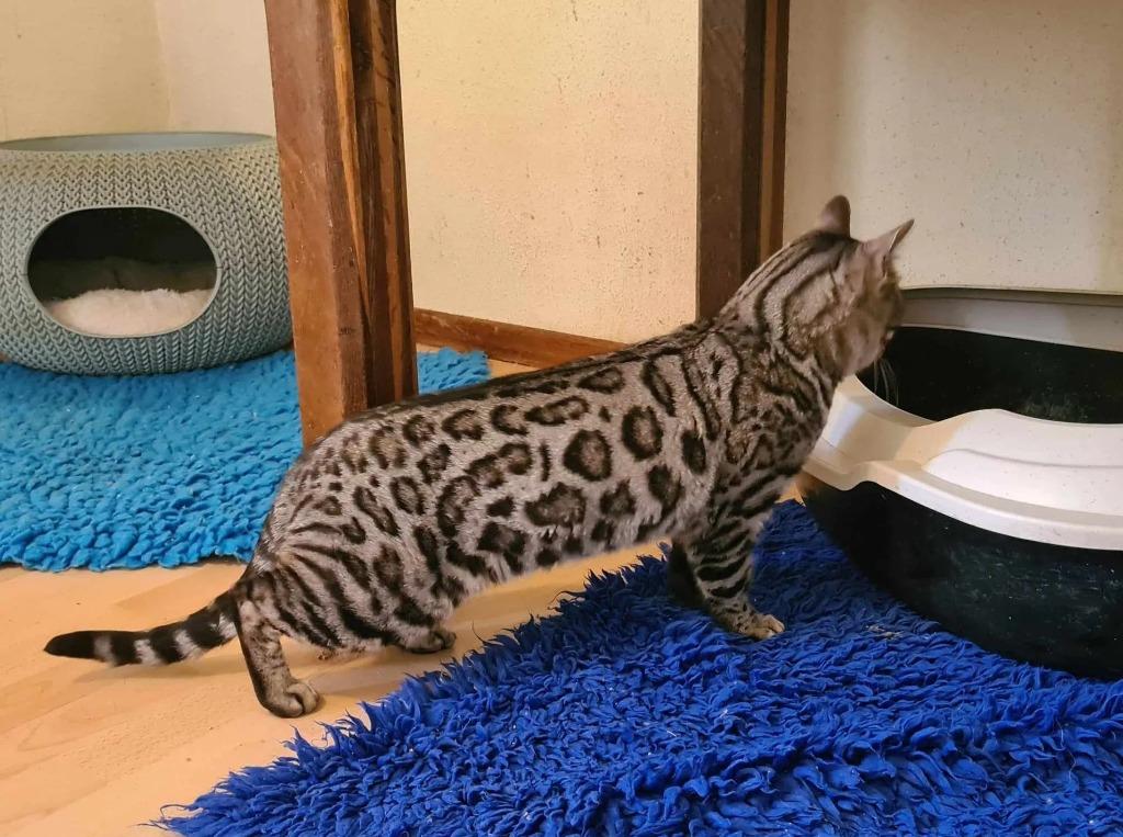 zilver bengaal dekkater, 0 tot 2 jaar