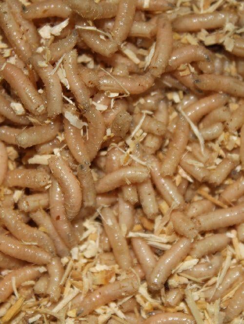 maden, casters, wormen, dauwpieren etc evt per post, Ophalen of Verzenden, Nieuw, Kleding