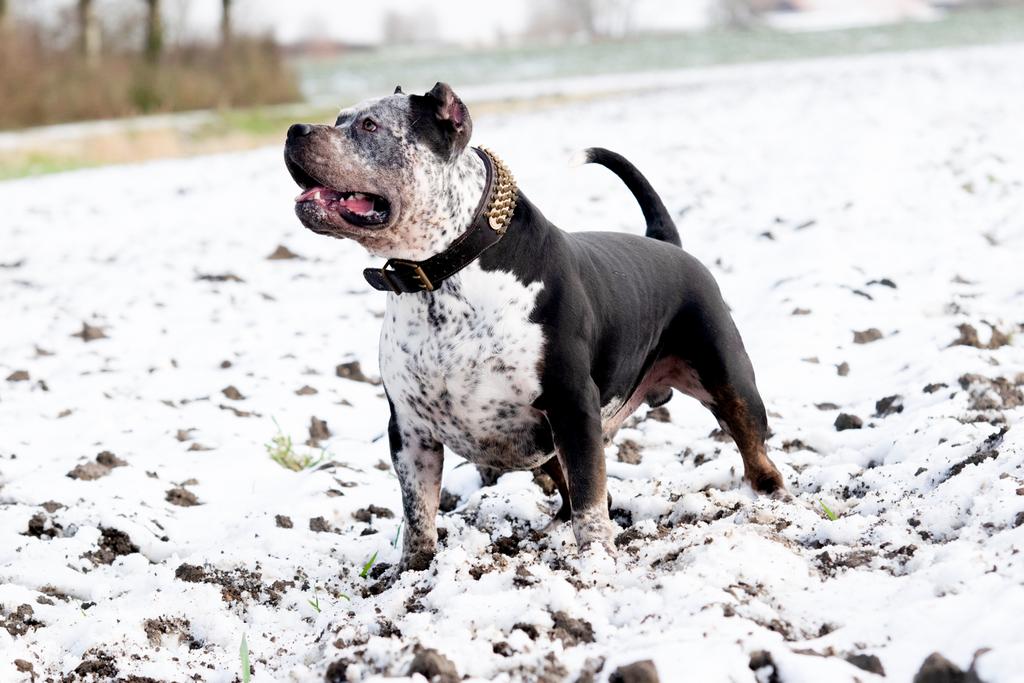 American Bully XL - Dekreu, Parvo, Reu, 1 tot 2 jaar, Eén hond