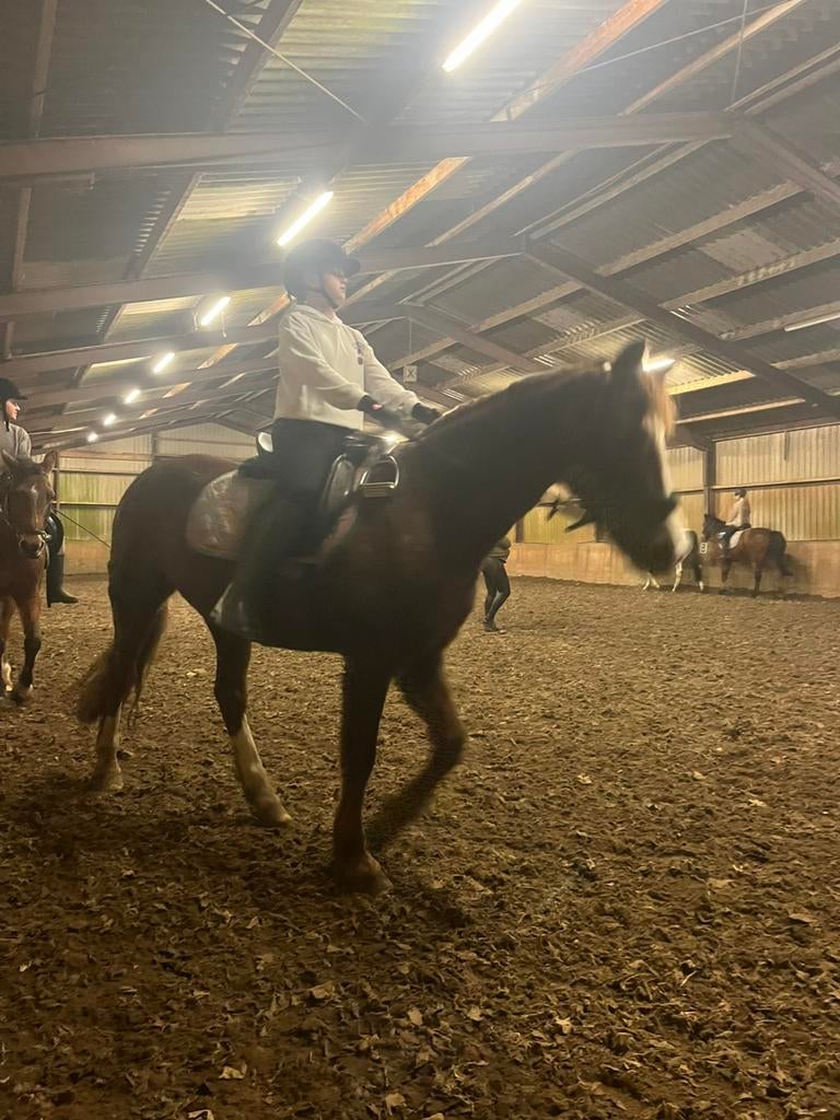 Verzorg/ bijrijd pony gezocht!, Dieren en Toebehoren, Ophalen of Verzenden, Nieuw