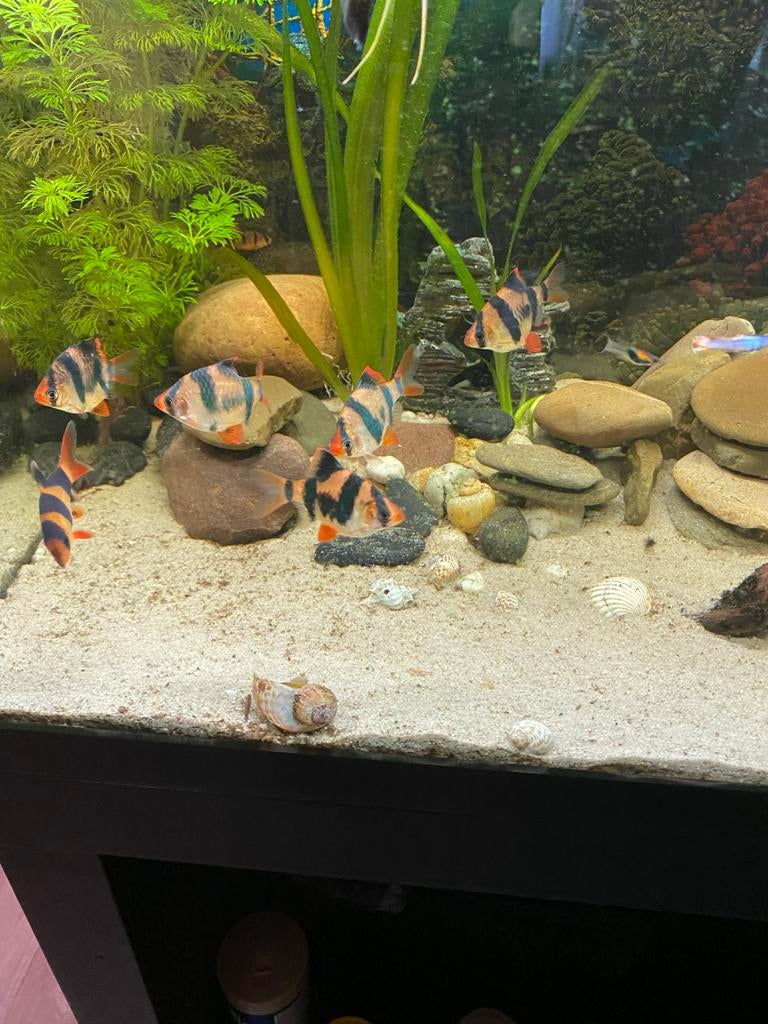 Aquarium vissen sumatraan, Vis