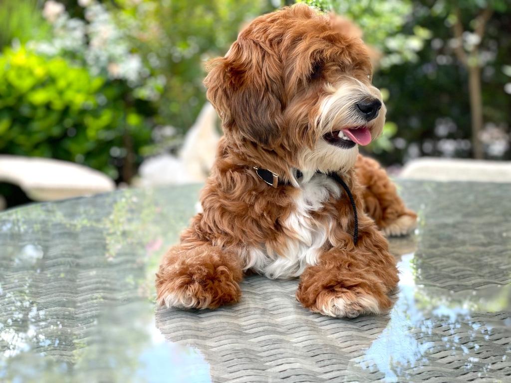 Maltipoo dekreutje        Sjefke, Dieren en Toebehoren, Parvo, Reu, 1 tot 2 jaar, Eén hond