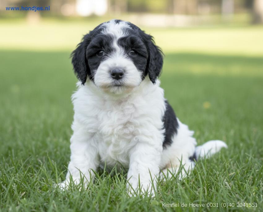 Kennel de Hoeve  prachtige, speels  en sociale puppies, Parvo, Nederland, Overige rassen, 8 tot 15 weken