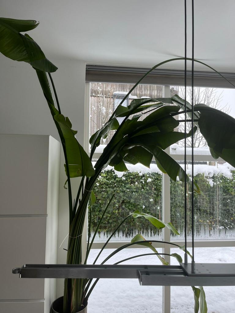 Strelitzia nicolai 200 cm, Ophalen, Halfschaduw, 200 cm of meer