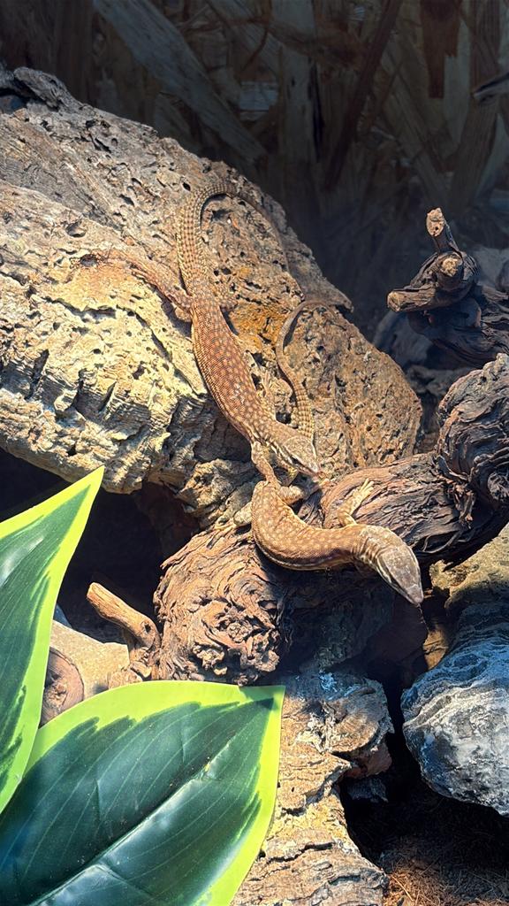 Varanus acanthurus 0.0.2 cb25 Monitor Lizard - female for sale from Luitzen