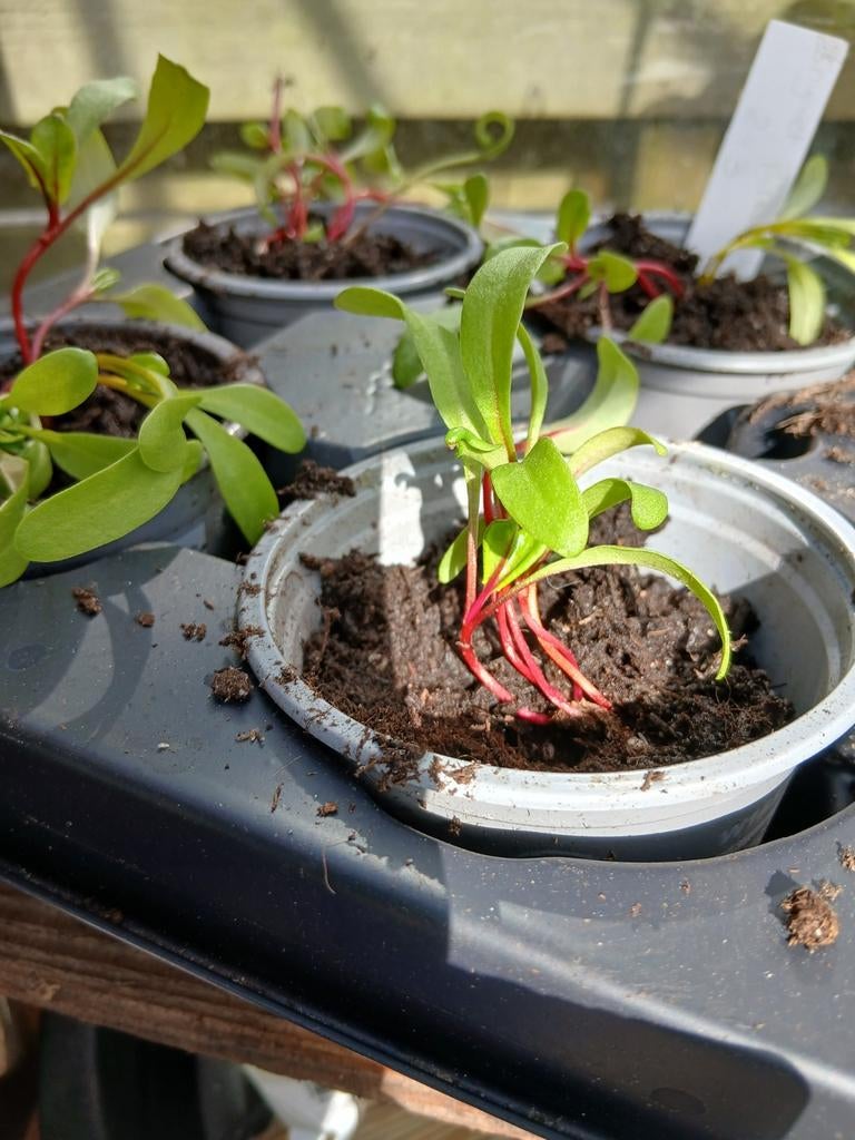 Snijbiet Fireworks, Ophalen of Verzenden, Eenjarig, Groenteplanten, Volle zon