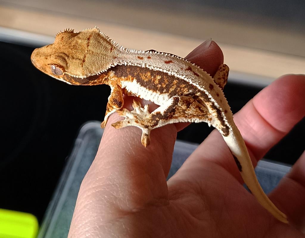 Wimpergekko nakweek 2025 LW Crested Gecko - unknown for sale from Sabrina