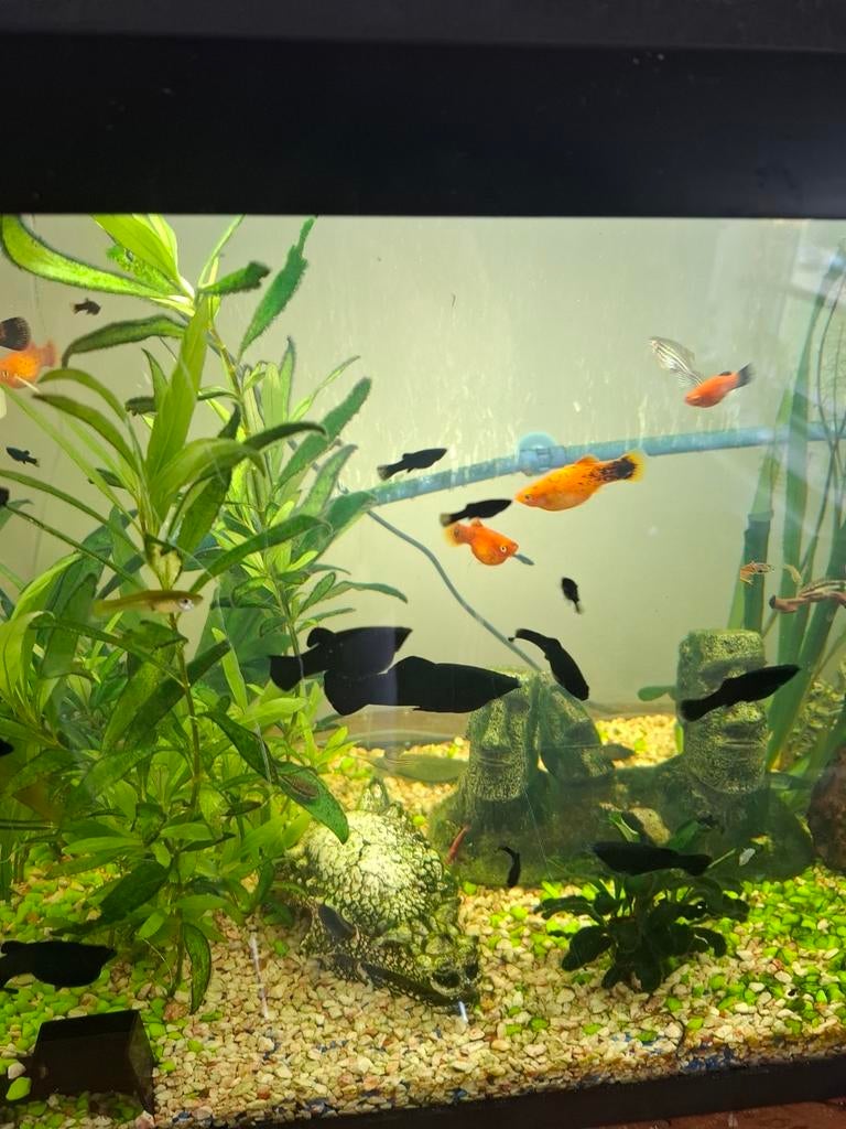 Black molly, Ophalen, Zo goed als nieuw