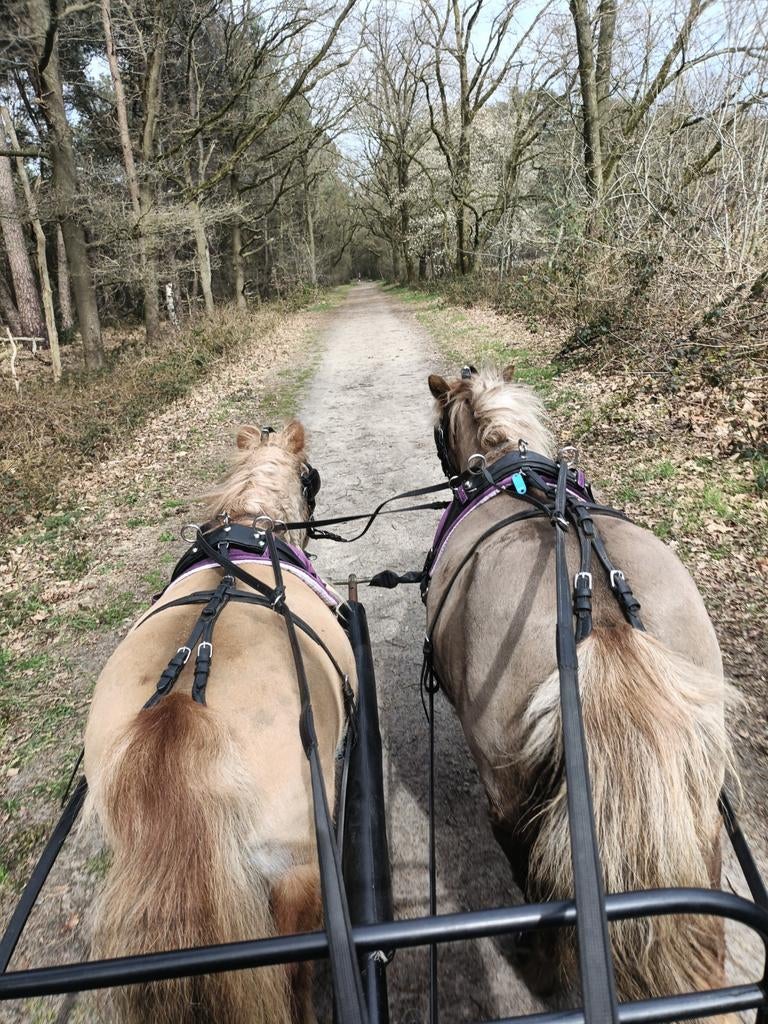 Groom gezocht, Dieren en Toebehoren, Ophalen of Verzenden, Nieuw