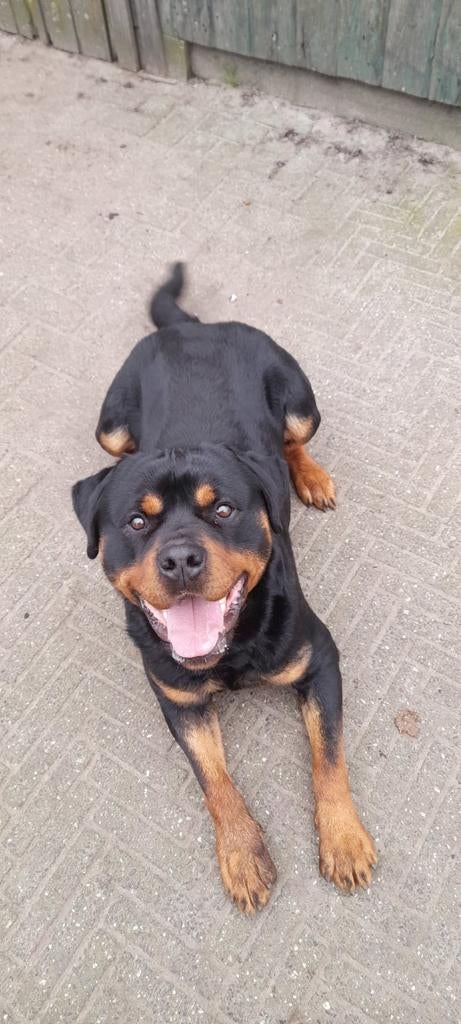 zeer mooie krachtige rottweiler reu met mooie stamboom, Dieren en Toebehoren, Reu, 1 tot 2 jaar, Eén hond, Nederland