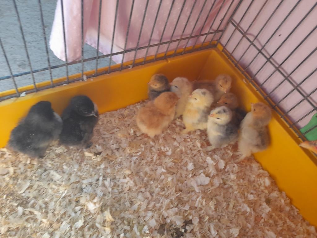 Brahma broedeieren, Dieren en Toebehoren, Geslacht onbekend, Kip