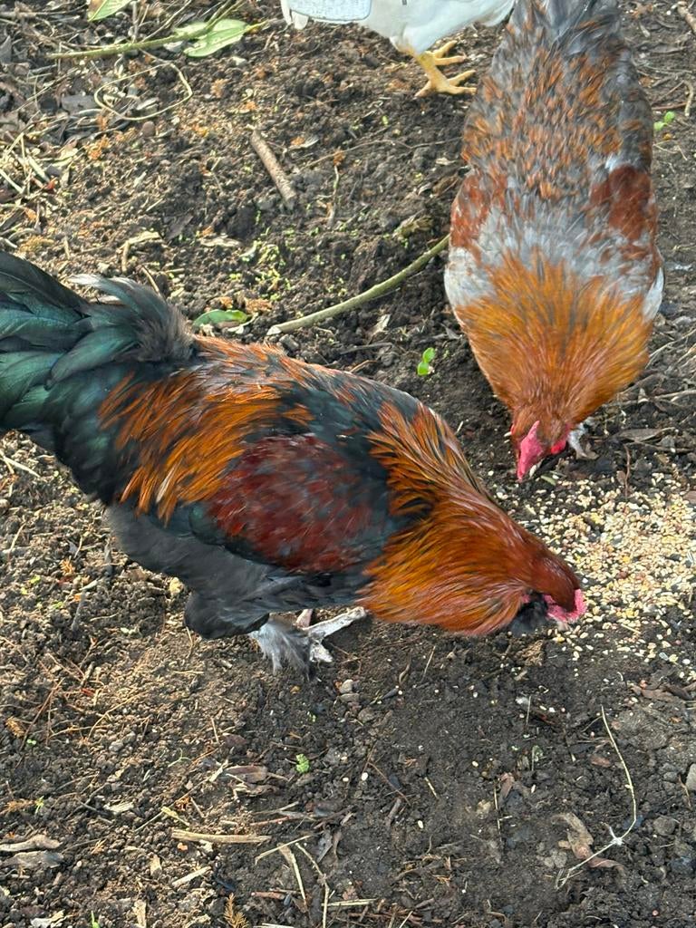 Groenlegger haan, Dieren en Toebehoren, Pluimvee, Mannelijk, Kip