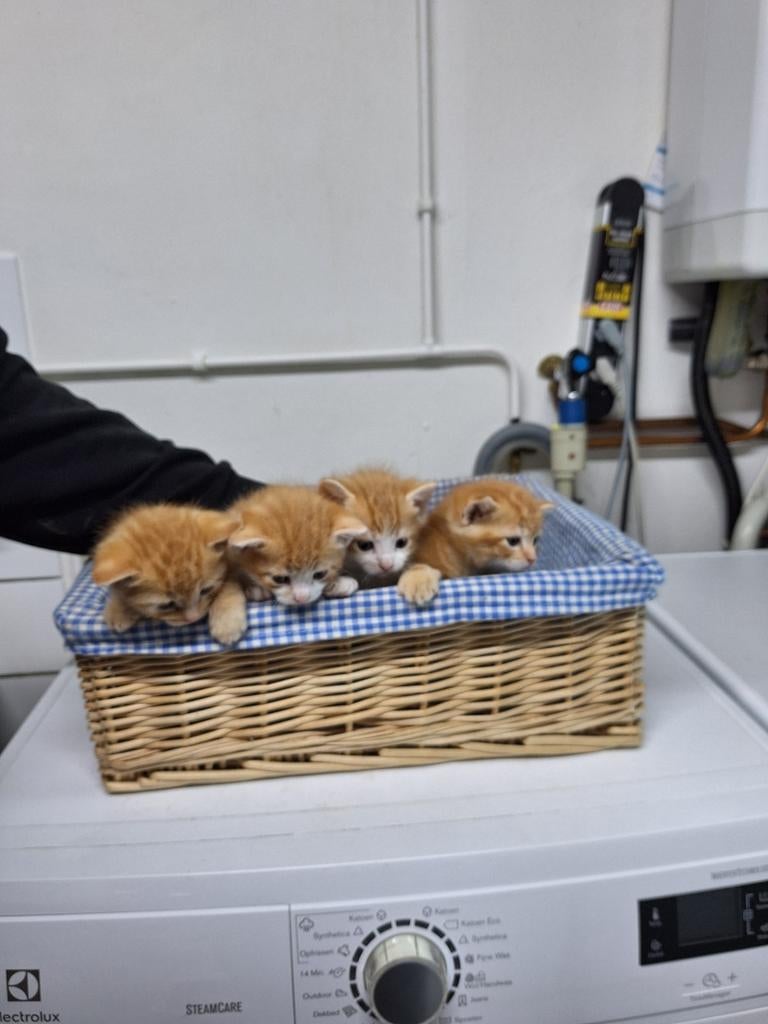 Boerderij kittens GERESERVEERD, Dieren en Toebehoren, Katten en Kittens | Overige Katten, Kater, Kortharig, 0 tot 2 jaar