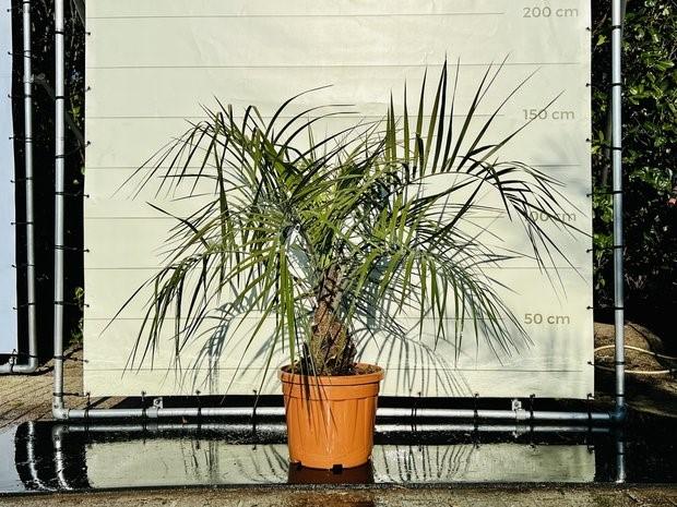 Geleipalm - Butia Capitata - stamhoogte 10-20 cm, Bloeit niet, Ophalen of Verzenden, 100 tot 250 cm, Palmboom