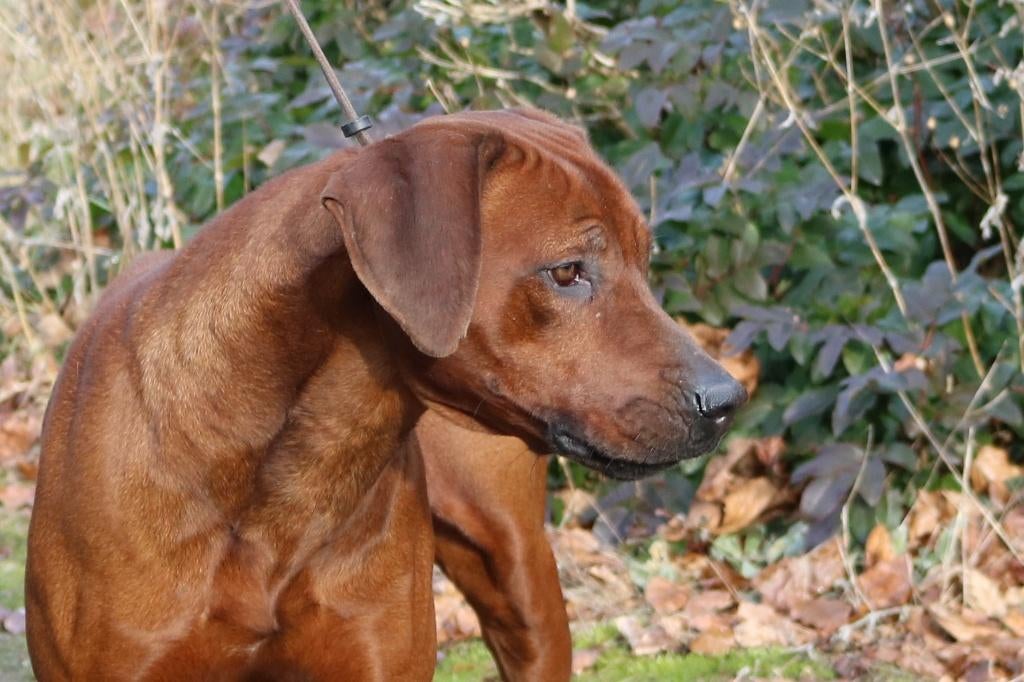 Rhodesian Ridgeback pups met stamboom, België, Fokker | Hobbymatig, Overige rassen, 8 tot 15 weken