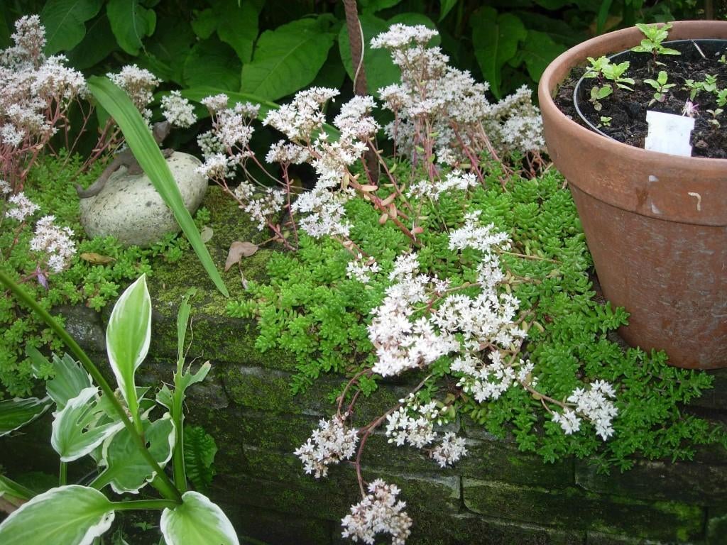 sedum album, Tuin en Terras, Ophalen, Vaste plant, Bodembedekkers, Volle zon