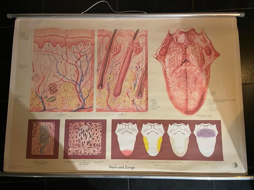 Anatomie posters menselijk lichaam, Ophalen of Verzenden