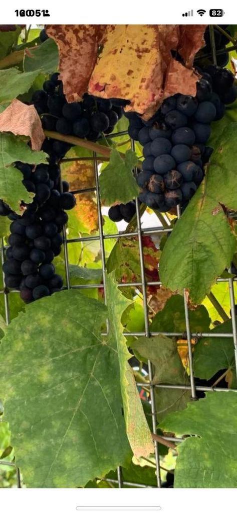 Drijven struik €5, Ophalen of Verzenden, Minder dan 100 cm, Overige soorten, Lente