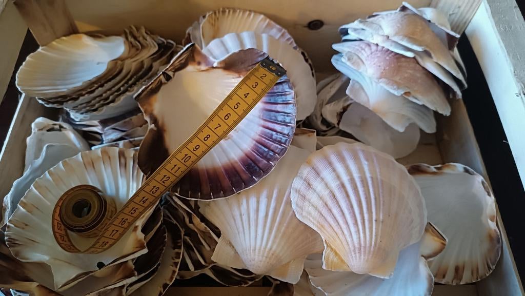 Sint Jacobs schelpen 10-12 cm, Ophalen of Verzenden, Zo goed als nieuw