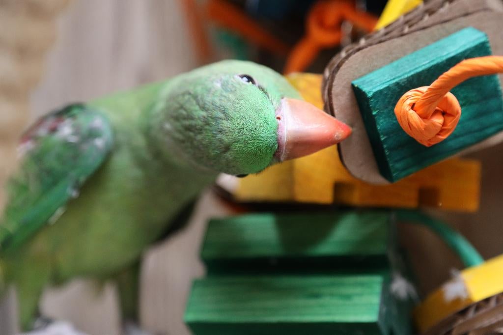 Jonge Alexander Parkiet | Handtam | Rustig, Dieren en Toebehoren, Vogels | Parkieten en Papegaaien, Meerdere dieren, Parkiet, Pratend