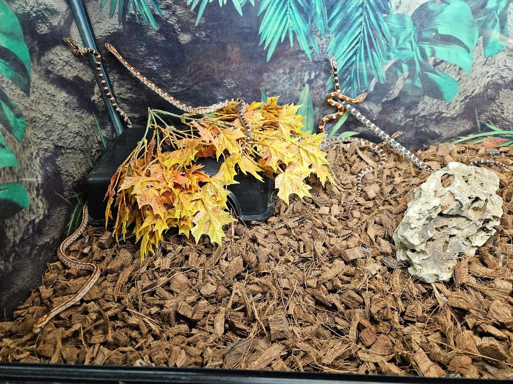 Pantherophis Guttatus Rattenslang Korenslang, Slang, 0 tot 2 jaar