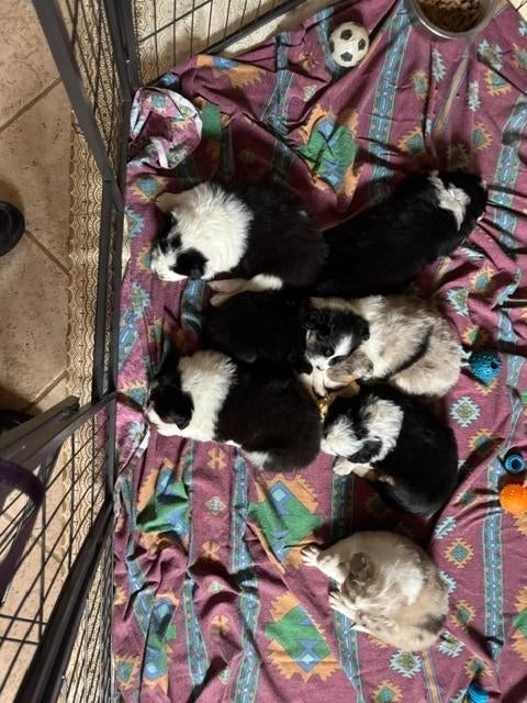 Australische Herder Pups, Dieren en Toebehoren, Honden | Herdershonden en Veedrijvers, Parvo, België, Particulier, 8 tot 15 weken