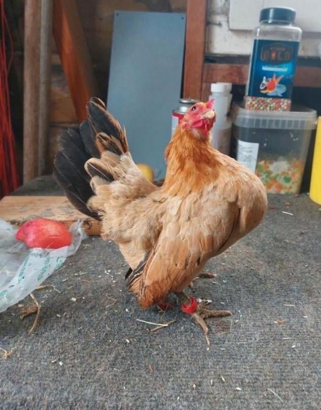 15  gratis serama broedeieren omdat ik moet bevruchting wete, Dieren en Toebehoren, Pluimvee, Geslacht onbekend, Kip