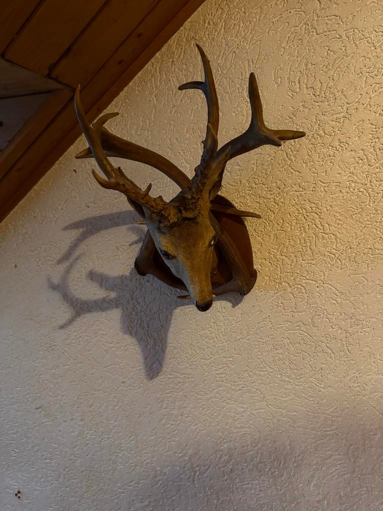 Opgezette Hertenkop - Wanddecoratie, Ophalen, Gebruikt, Hert, Gewei of Kop