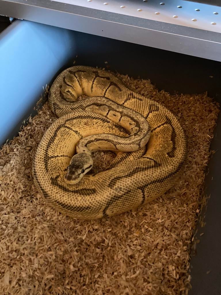 Enchi pastel pinstripe yellow belly kweekvrouw Ball Python - female for sale from Clabots Christophe