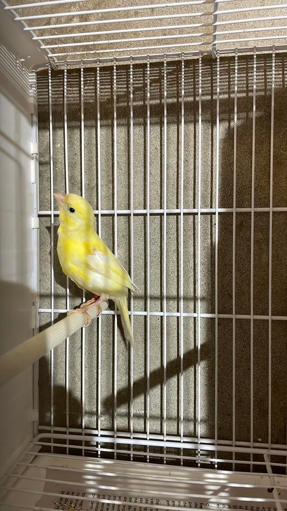 Waterslager koppel correct geringd, Meerdere dieren