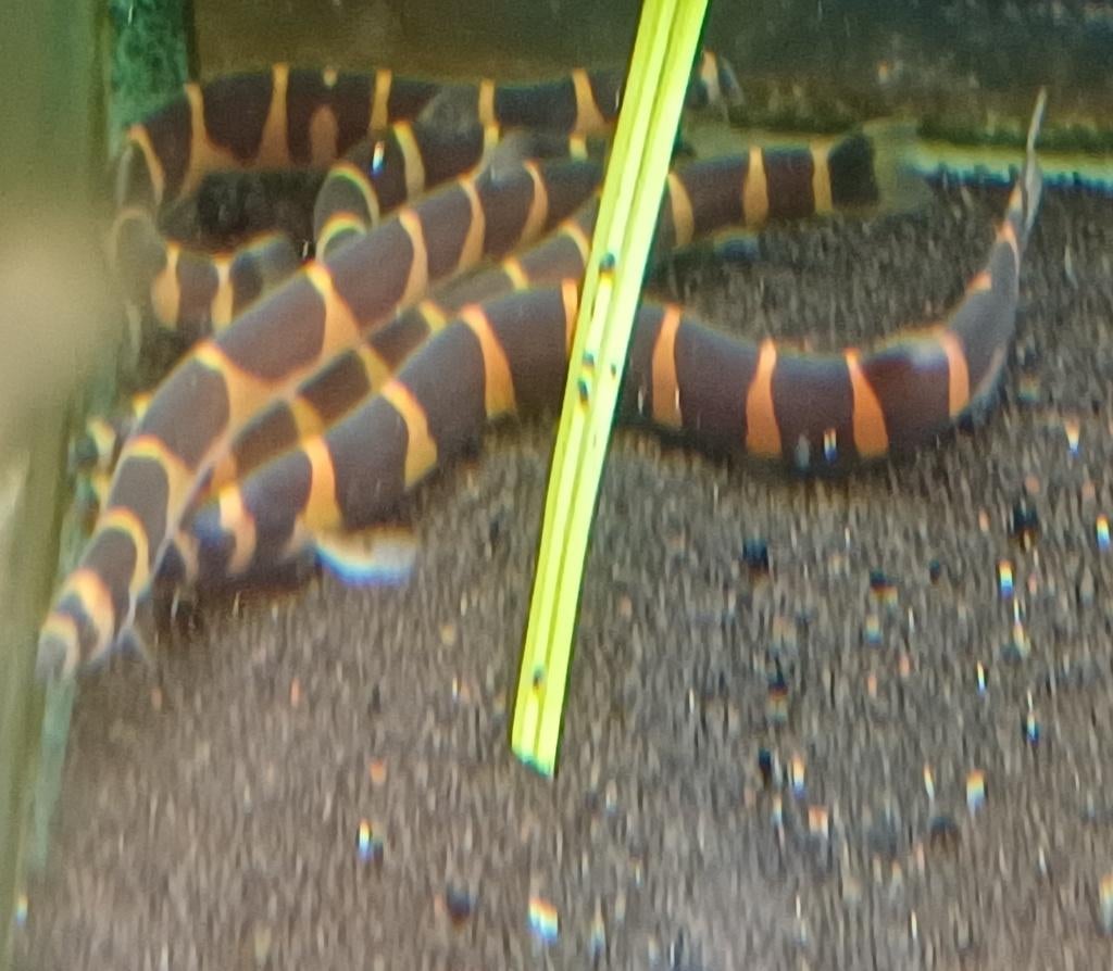 Hobbyaquarium vissen/garnalen overzicht, Dieren en Toebehoren, Vissen | Aquariumvissen, Vis