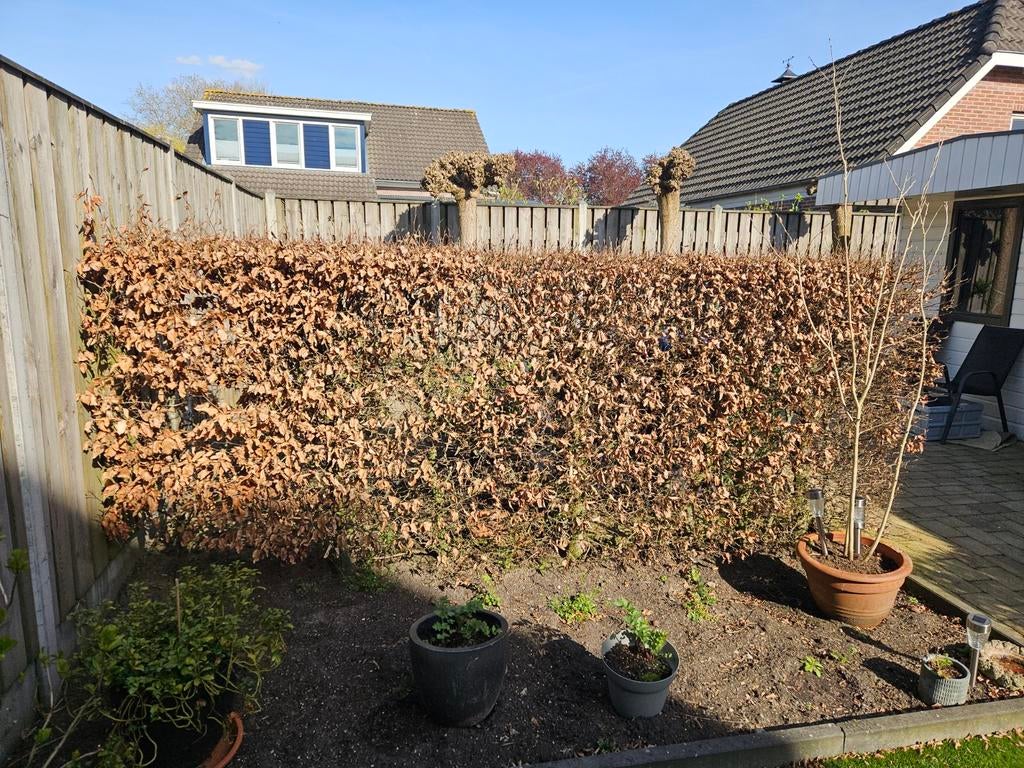 5m volwassen Beukenhaag - Direct Privacy, Ophalen, Bloeit niet, Overige soorten, Volle zon