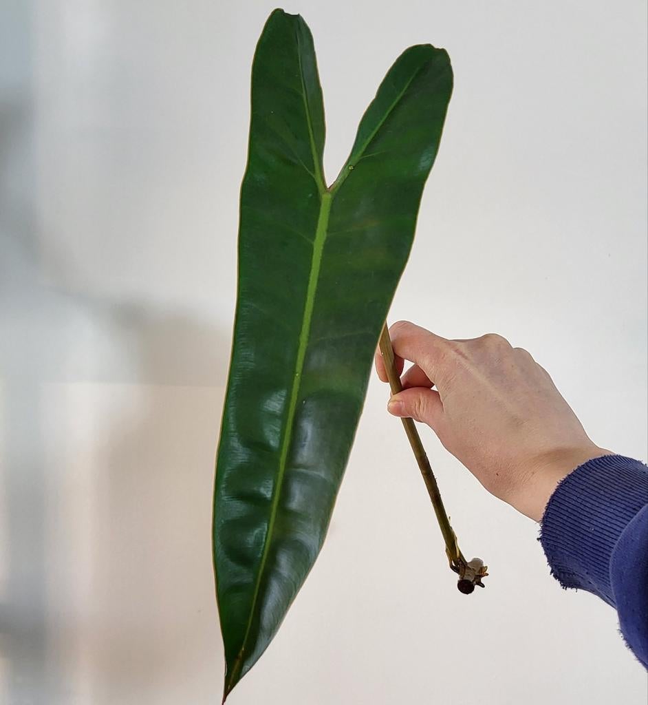 Philodendron billietiae, Huis en Inrichting, Kamerplanten, Ophalen of Verzenden, Halfschaduw, Minder dan 100 cm