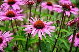 Echinacea purpurea (Zonnehoed), Overige soorten, Volle zon, Vaste plant, Ophalen of Verzenden