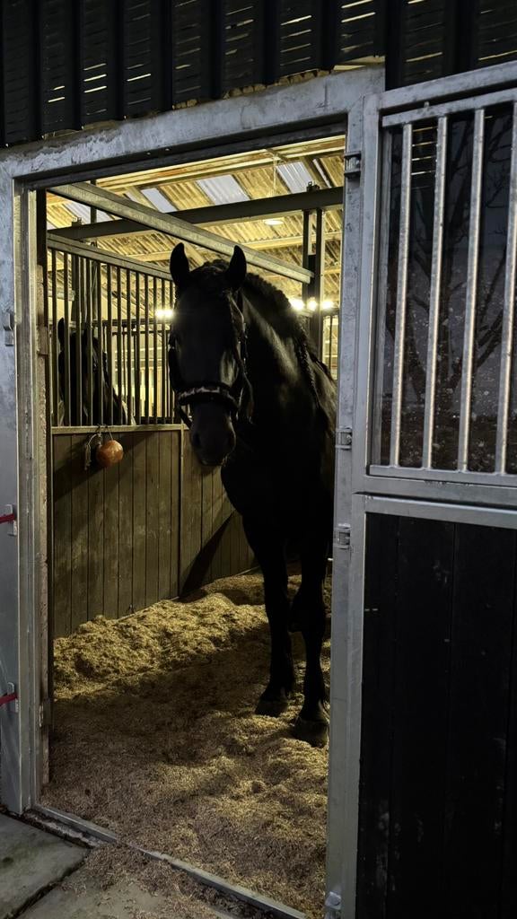 Stalling aangeboden voor paard of pony, Dieren en Toebehoren, Stalling en Weidegang, Stalling